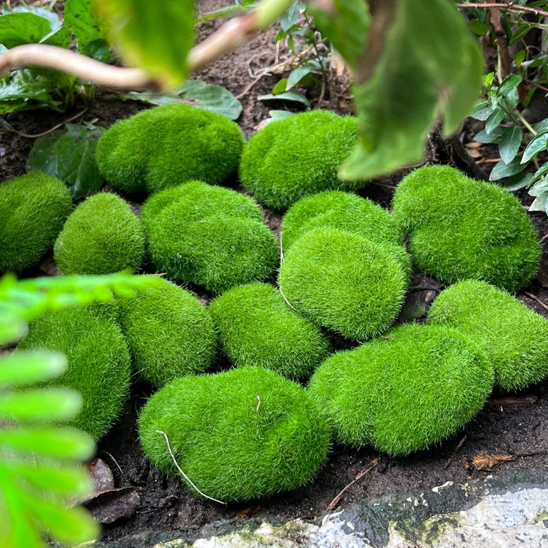 5/30pcs Simulation Moss Stone  - Preserved Moss Sheet recension och pris