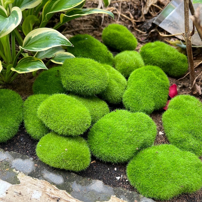 5/30pcs Simulation Moss Stone  - Preserved Moss Sheet recension och pris