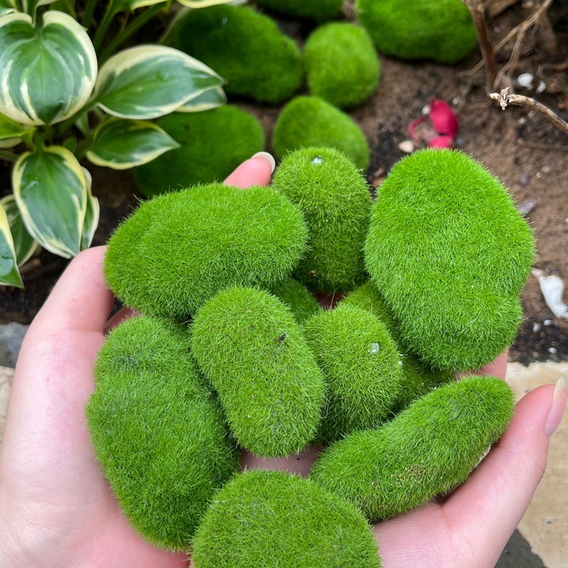 5/30pcs Simulation Moss Stone  - Preserved Moss Sheet recension och pris