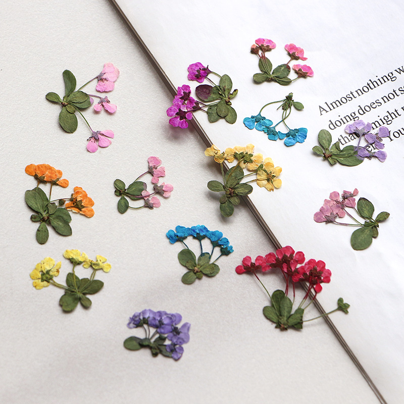 2-3cm/12pcs,Pressed Little Flo - Supply For Florist recension och pris