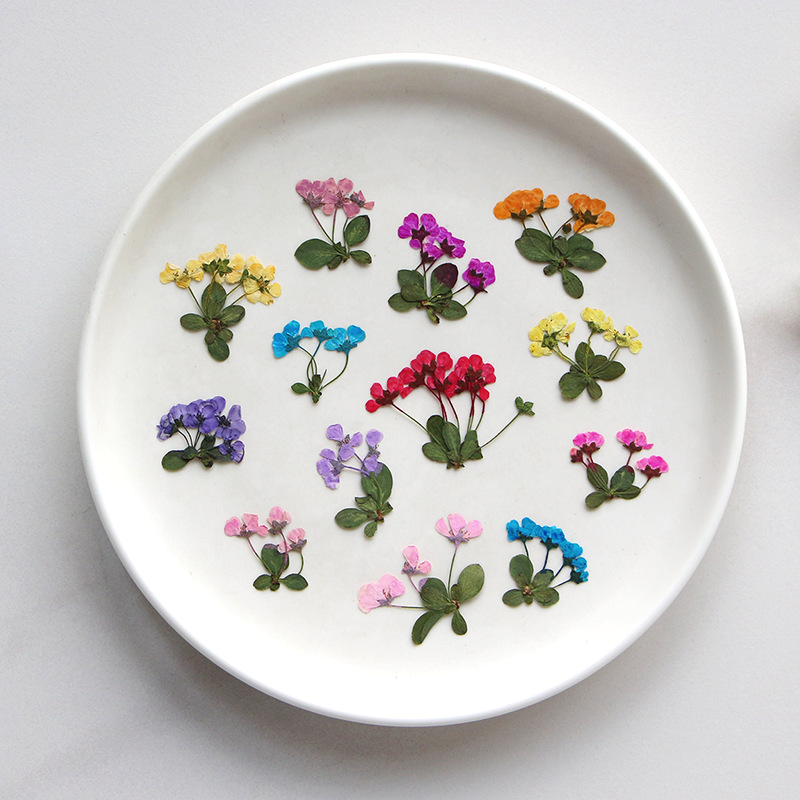 2-3cm/12pcs,Pressed Little Flo - Supply For Florist recension och pris
