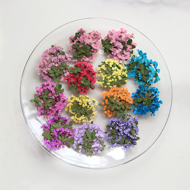 2-3cm/12pcs,Pressed Little Flo - Supply For Florist recension och pris