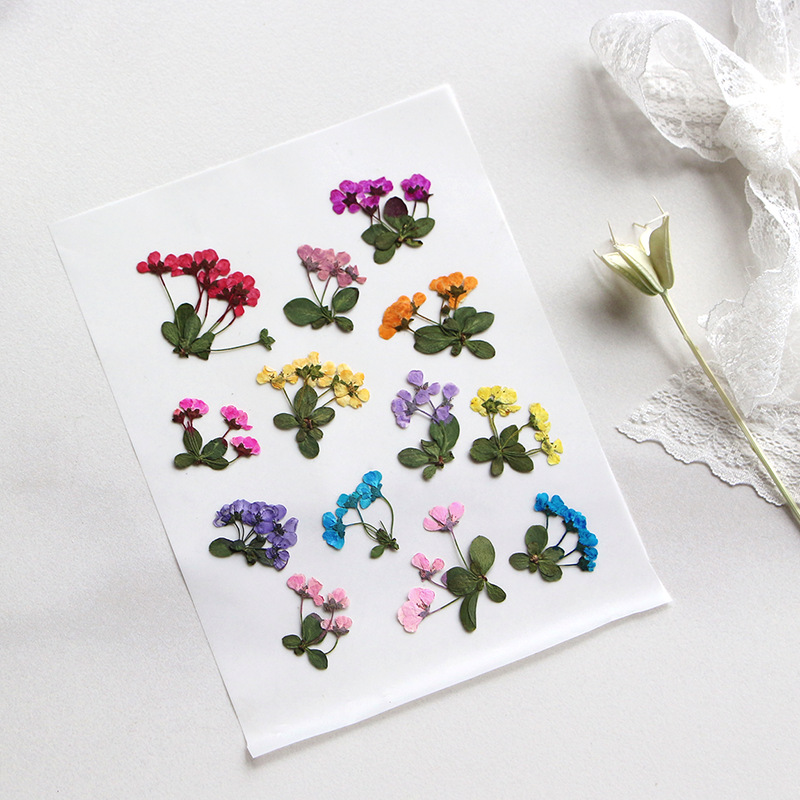 2-3cm/12pcs,Pressed Little Flo - Supply For Florist recension och pris