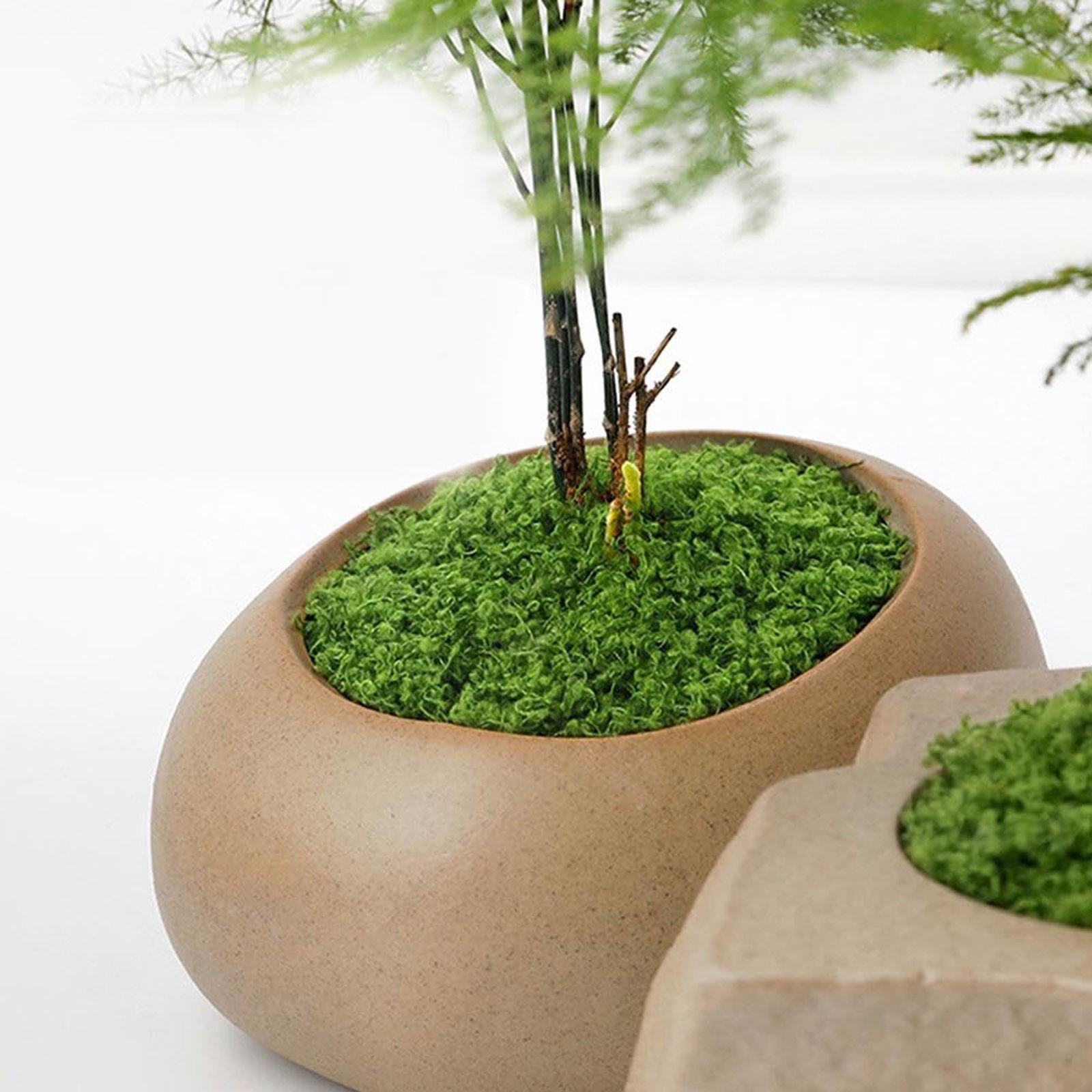50/200g Artificial Moss For De - Preserved Moss Sheet recension och pris