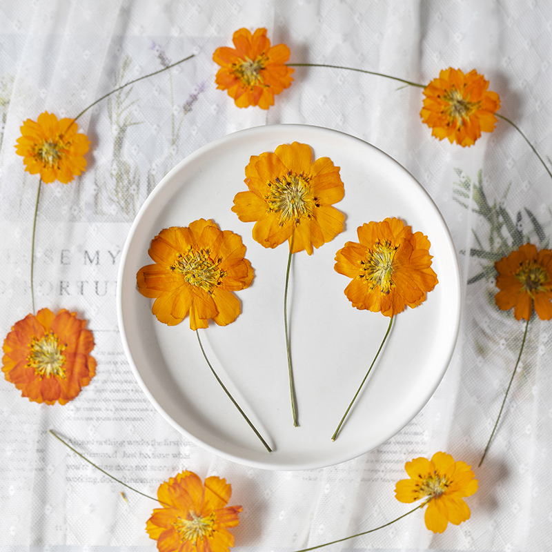 8-10cm/24pcs,Nature Pressed Co - Supply For Florist recension och pris