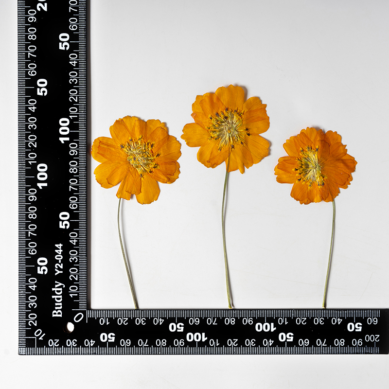 8-10cm/24pcs,Nature Pressed Co - Supply For Florist recension och pris
