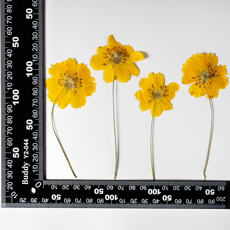 8-10cm/24pcs,Nature Pressed Co - Supply For Florist recension och pris